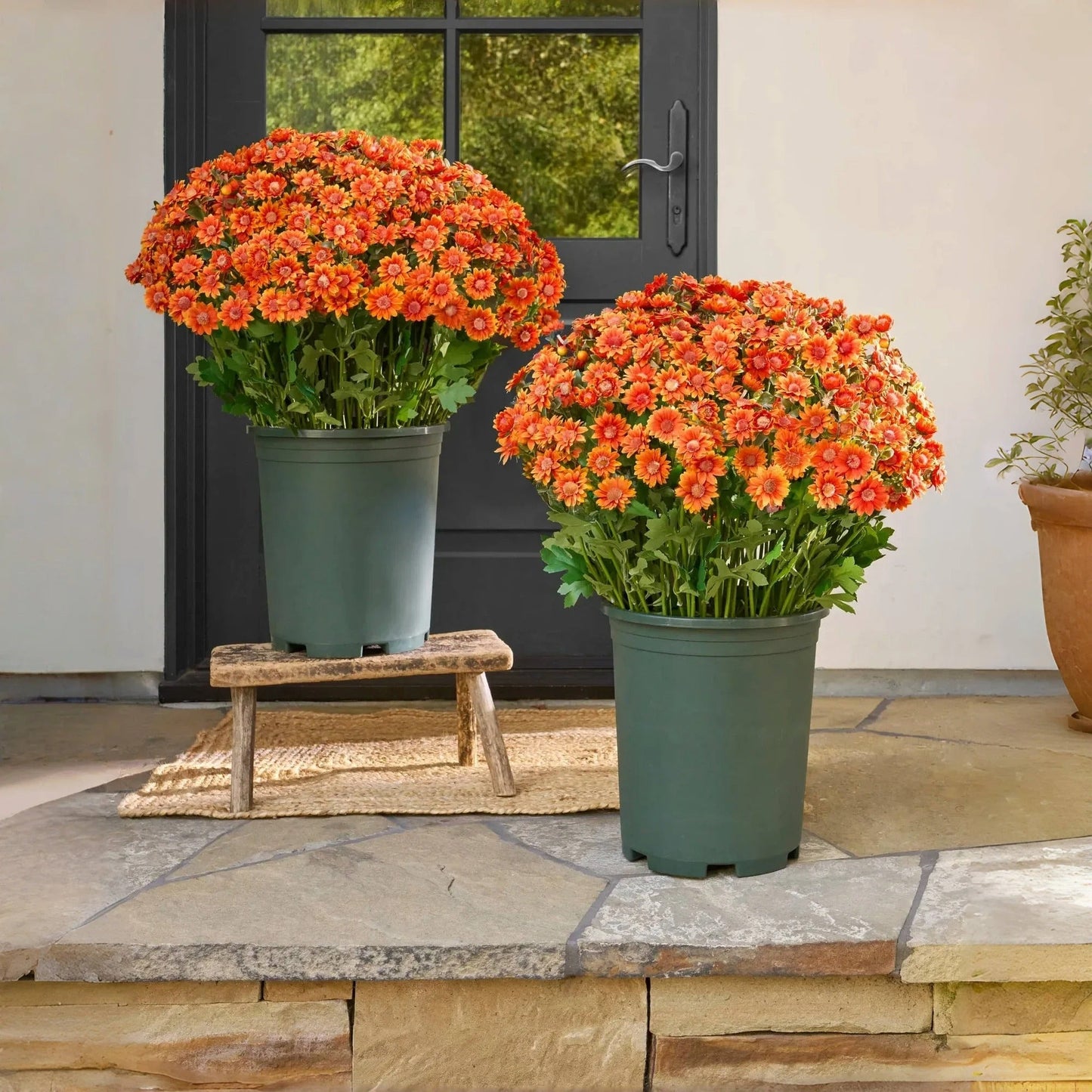 💐Lifelike UV-Resistant Sunset Mums – Waterproof, Windproof & Perfect for Fall Decor 🍂