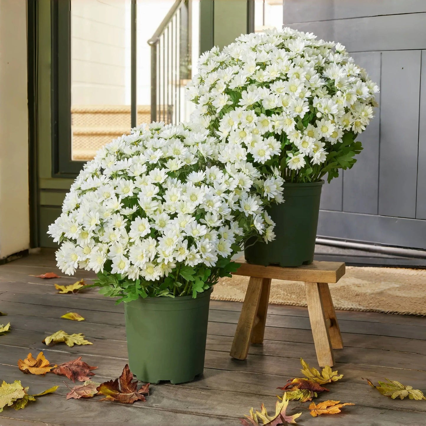 💐Lifelike UV-Resistant Sunset Mums – Waterproof, Windproof & Perfect for Fall Decor 🍂