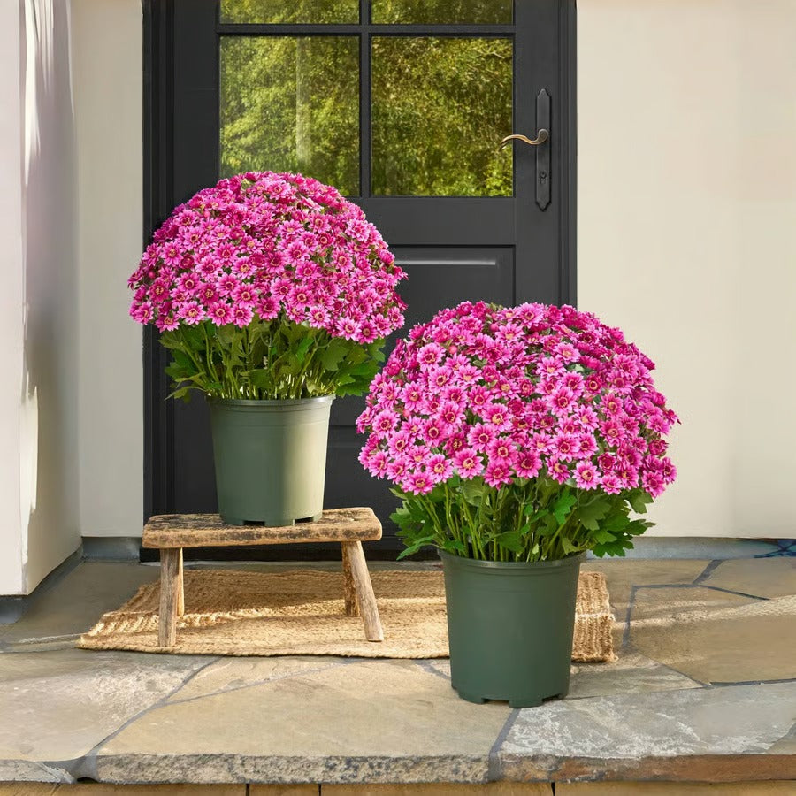 💐Lifelike UV-Resistant Sunset Mums – Waterproof, Windproof & Perfect for Fall Decor 🍂