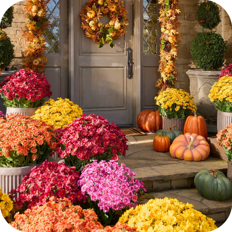 💐Lifelike UV-Resistant Sunset Mums – Waterproof, Windproof & Perfect for Fall Decor 🍂